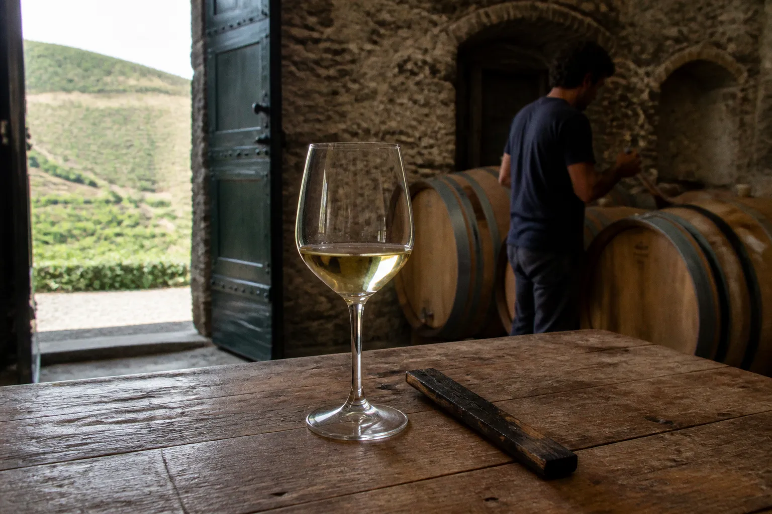 Vermentino dei Colli di Luni: il legno ne altera il carattere?